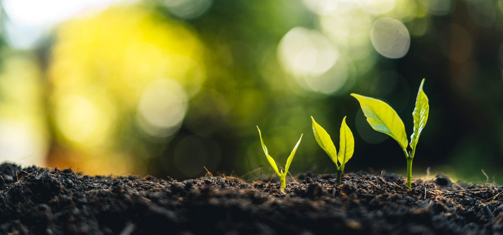 Three plants sprouting on a sunny day.