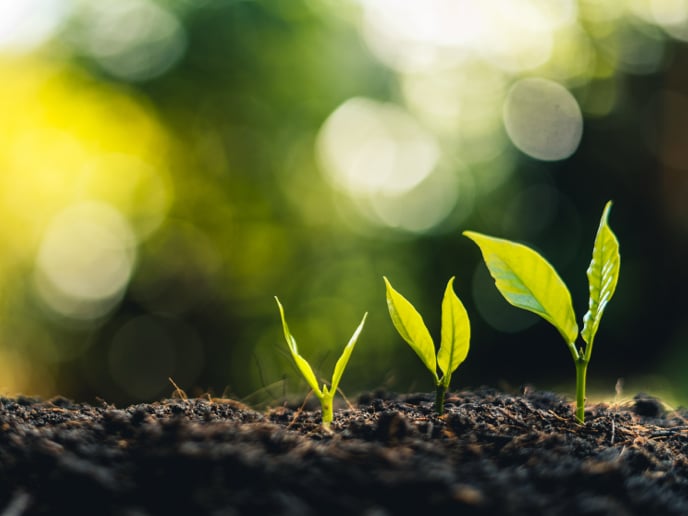 Three plants sprouting on a sunny day.